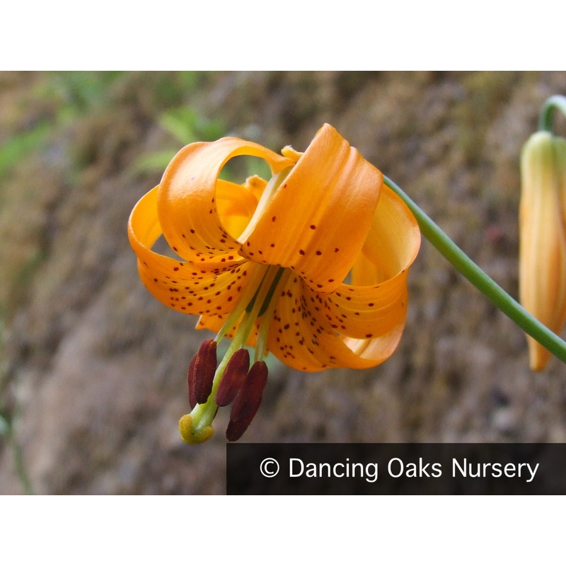 Lilium columbianum, Tiger Lily