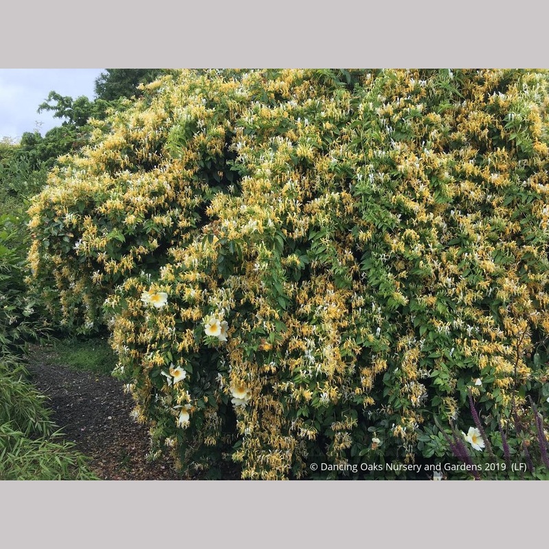 Lonicera similis var. delavayi, Delavay Honeysuckle