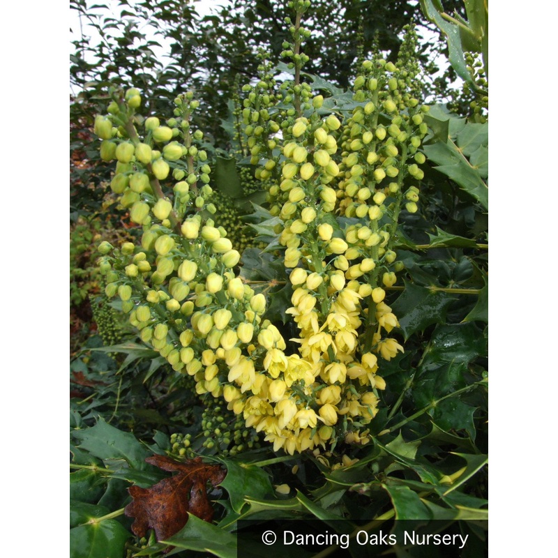 Mahonia x media ‘Charity’, Hybrid Mahonia
