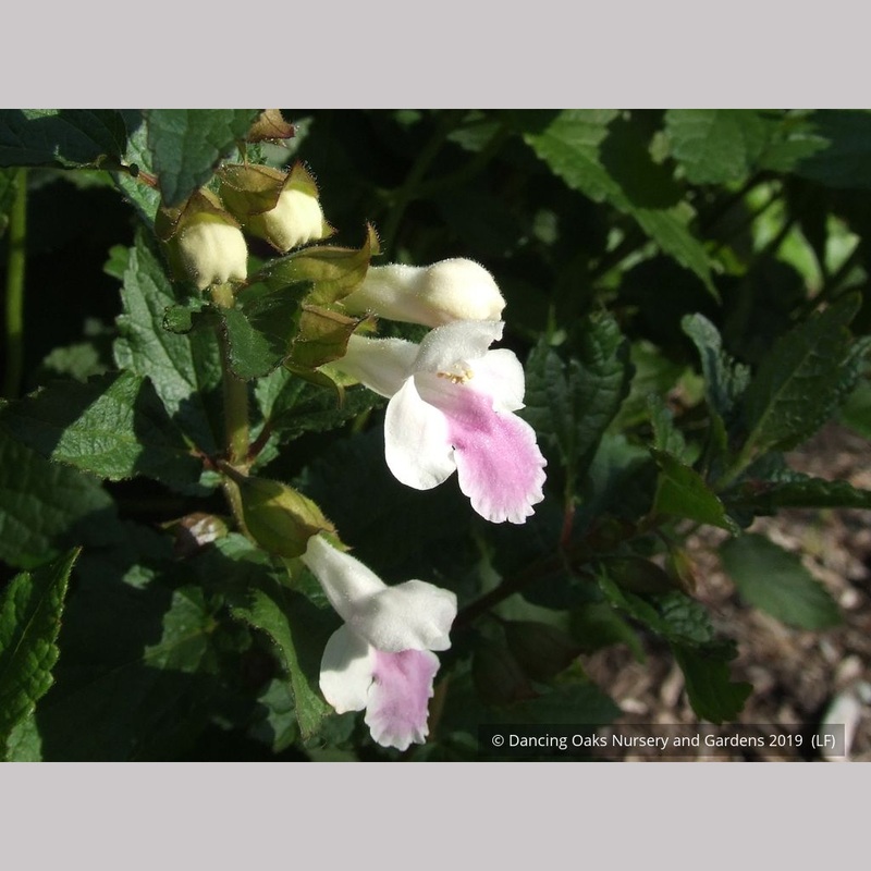 Melittis melissophyllum, Bastard Balm