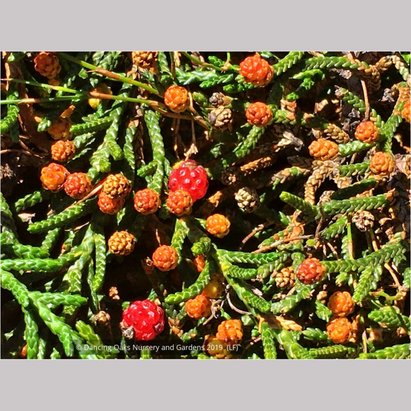 Microcachrys tetragona, Creeping Strawberry Pine