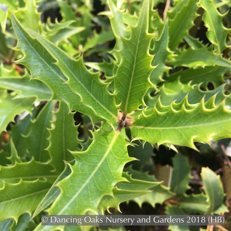 Osmanthus armatus ‘Jim Porter’, Toothed Sweet Olive