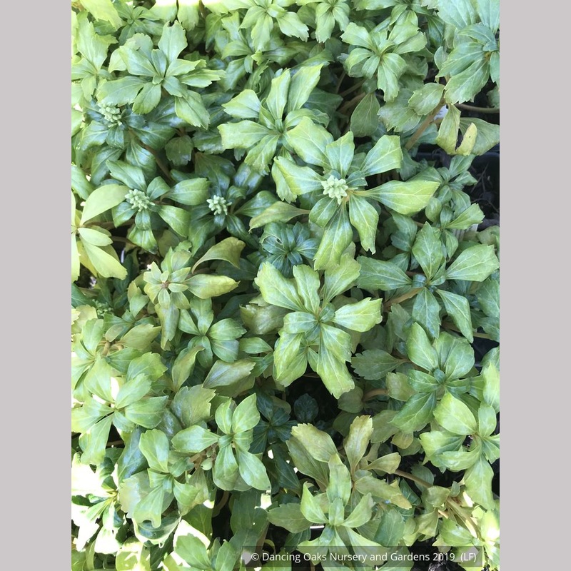 Pachysandra terminalis ‘Green Sheen’, Japanese Pachysandra