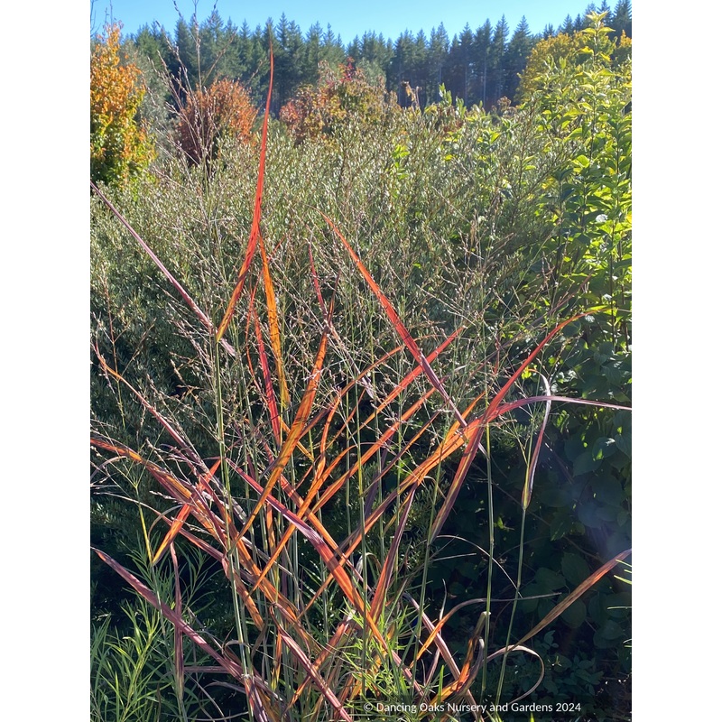 Panicum virgatum ‘Hot Rod’ PP26074, Hot Rod Switchgrass