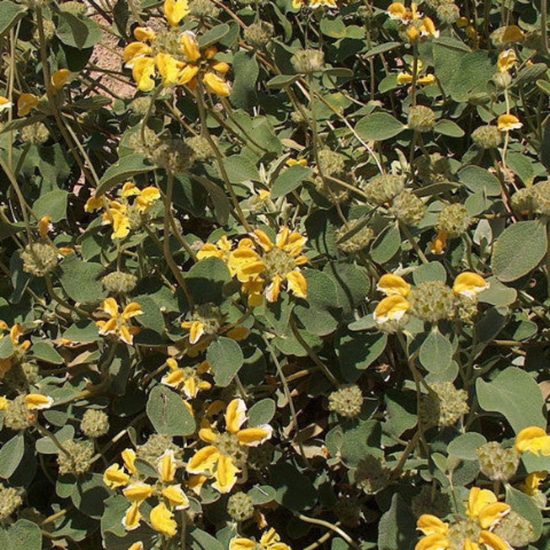 Phlomis chrysophylla, Golden-Leaved Jerusalem Sage