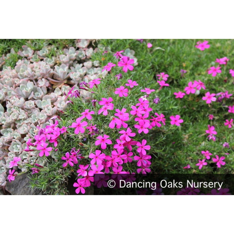 Phlox x douglasii ‘Crackerjack’, Moss Phlox