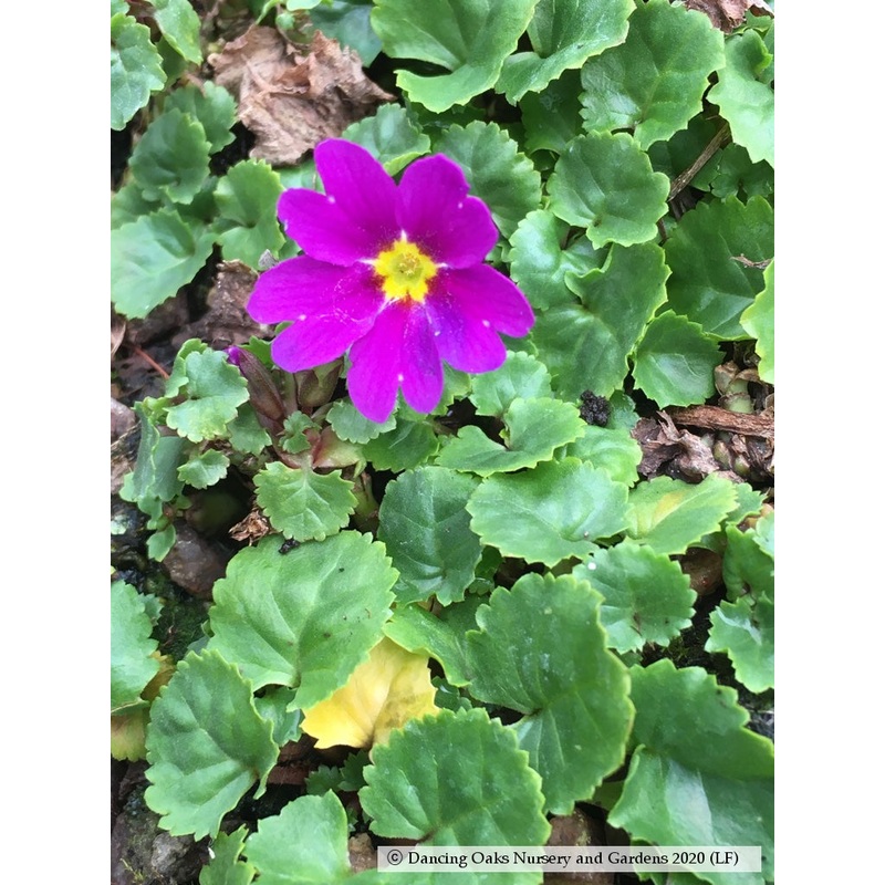 Primula juliae, Primrose|0.5 qt