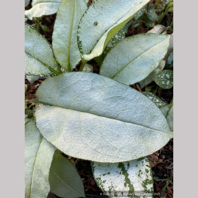 Pulmonaria ‘Majeste’, Lungwort