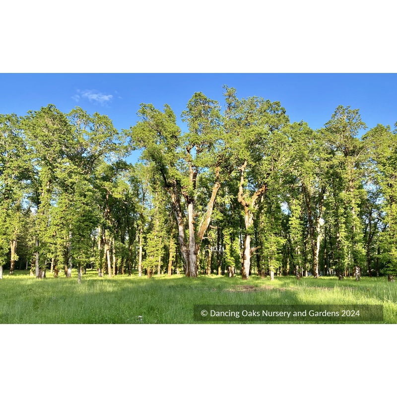 Quercus garryana, Oregon White Oak/Garry Oak
