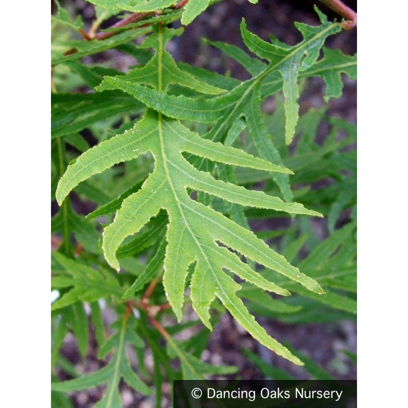Quercus robur ‘Filicifolia’, Cut Leaf Oak, no shipping to CA
