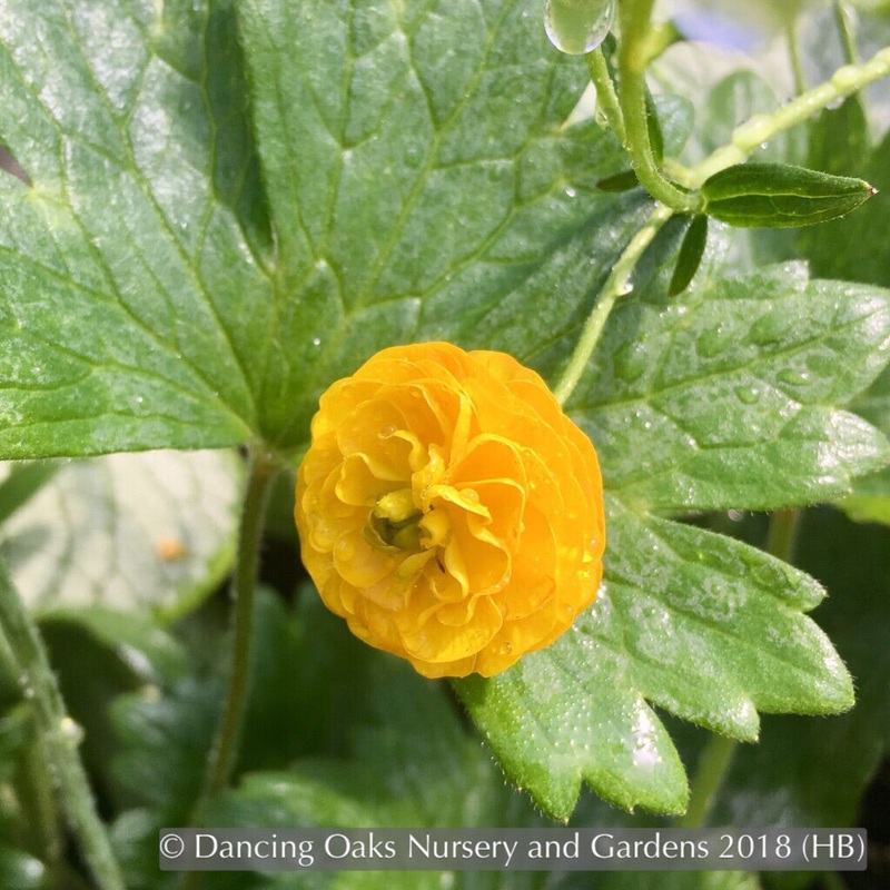 Ranunculus acris ‘Flore Pleno’, Double Meadow Buttercup
