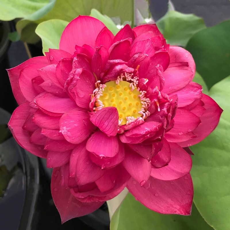 Red Commander Lotus Plant