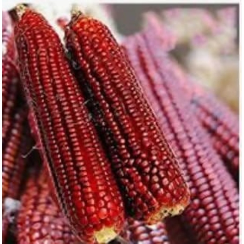 Red Maize Seeds