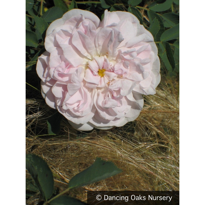 Rosa spinosissima ‘Stanwell Perpetual’, Shrub Rose