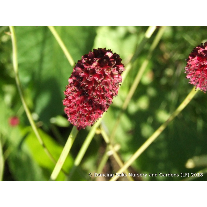 Sanguisorba officinalis ‘Tanna’, Burnet