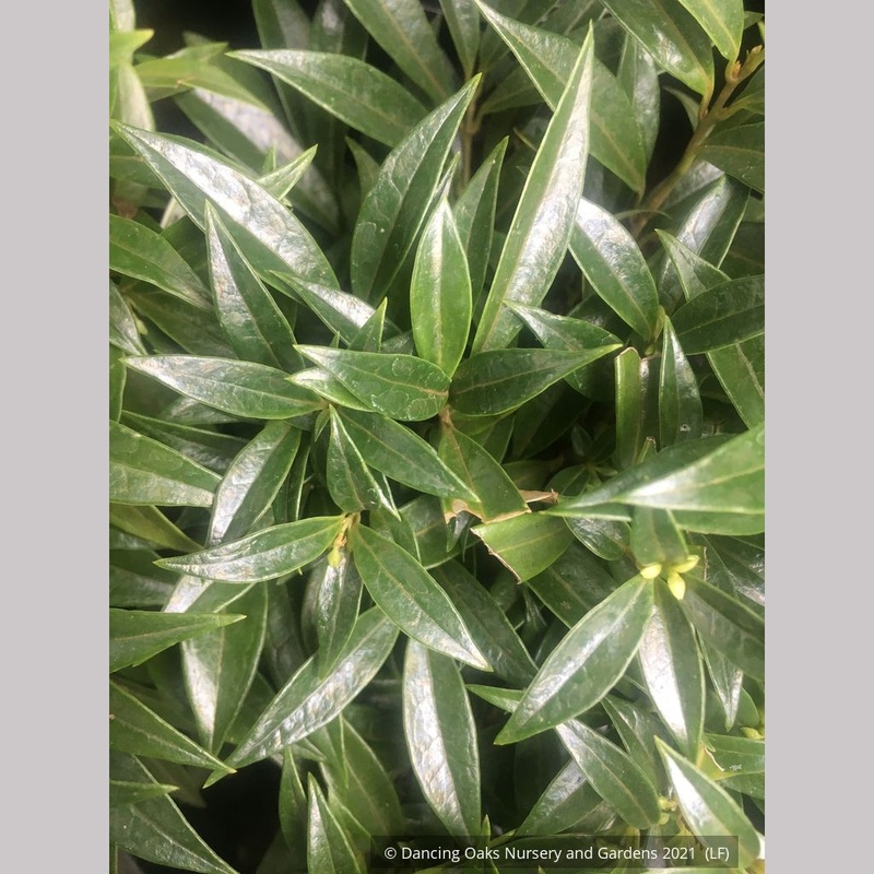 Sarcococca hookeriana var humilis Fragrant Valley ‘Sarsid1’ 19942, Sweet Box