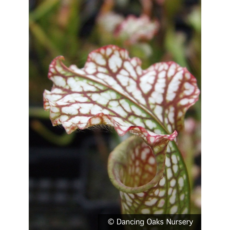 Sarracenia leucophylla ‘Tarnok’, Pitcher Plant