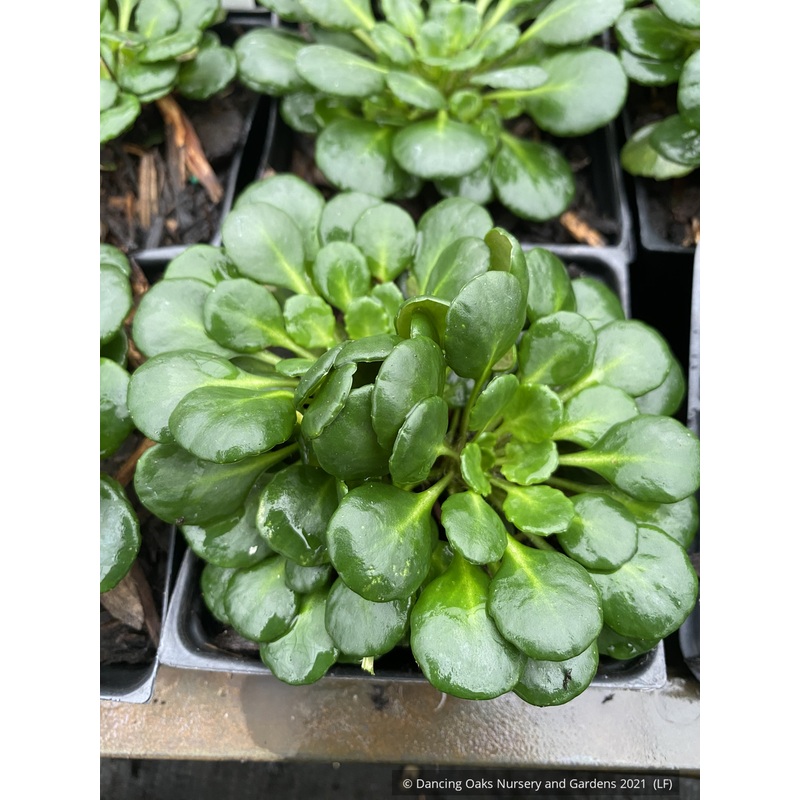 Saxifraga taygetea, Saxifrage|0.5 qt|1.5 qt