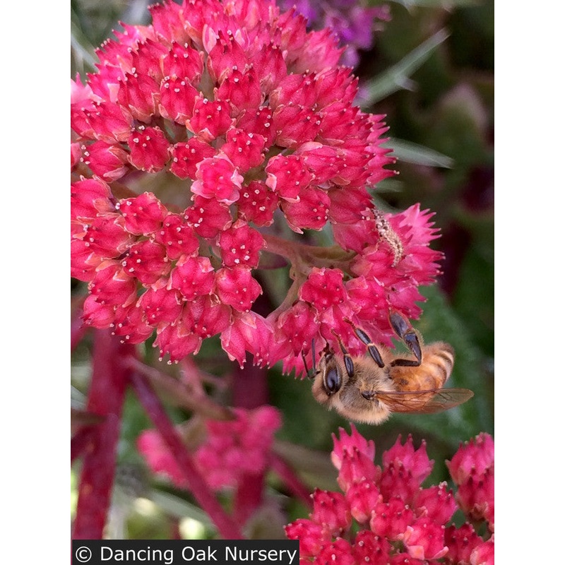 Sedum ‘Red Cauli’, Stonecrop|.75 qt|1.5 qt