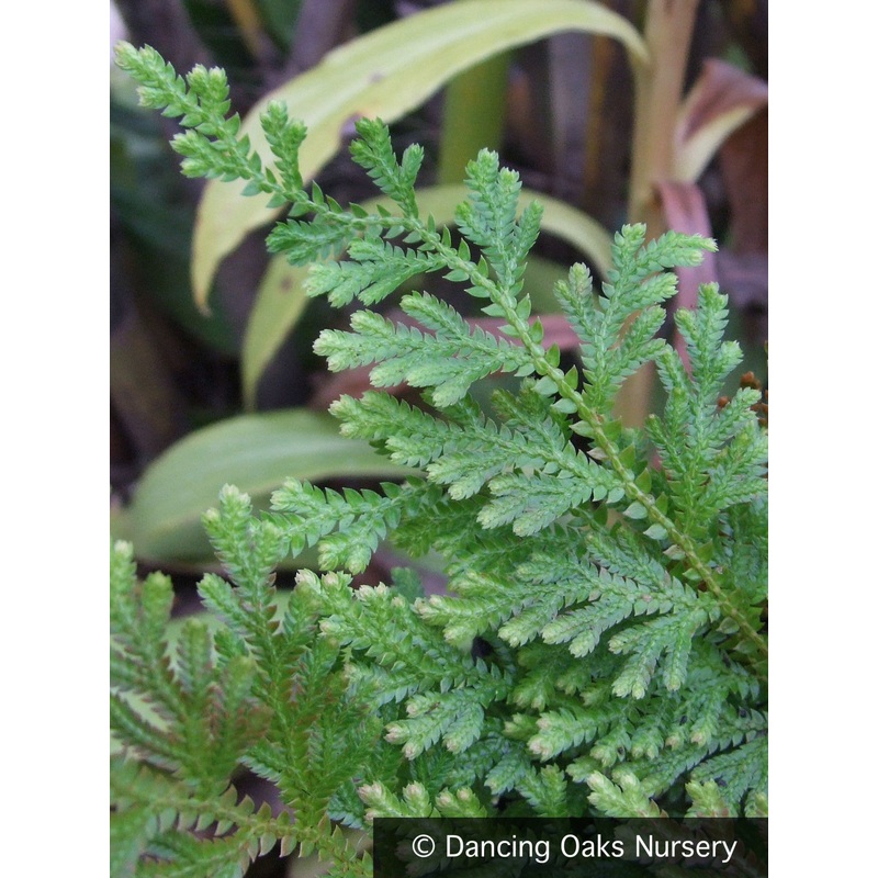 Selaginella moellendorffii, Spikemoss