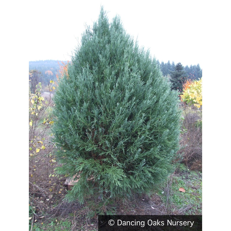 Sequoiadendron gigantea ‘Moonie’s Mini’, Dwarf Giant Sequoia