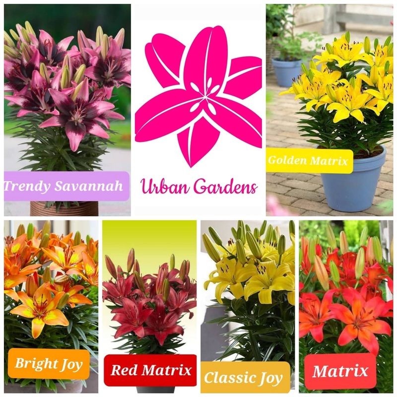 Set of 6 Pot Hybrid Asiatic ( Dwarf stalk liliums )