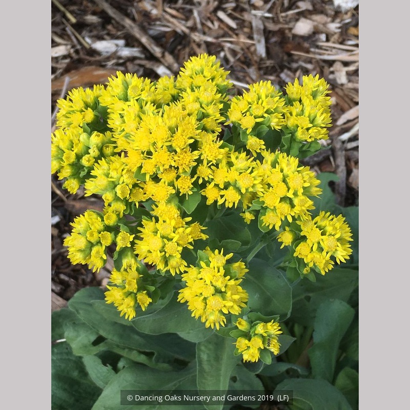 Solidago rigida humilis ‘Golden Rocket’, Goldenrod