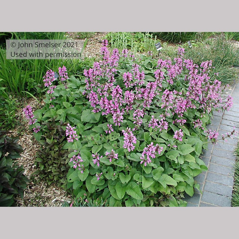 Stachys macrantha, Big Betony|3 qt
