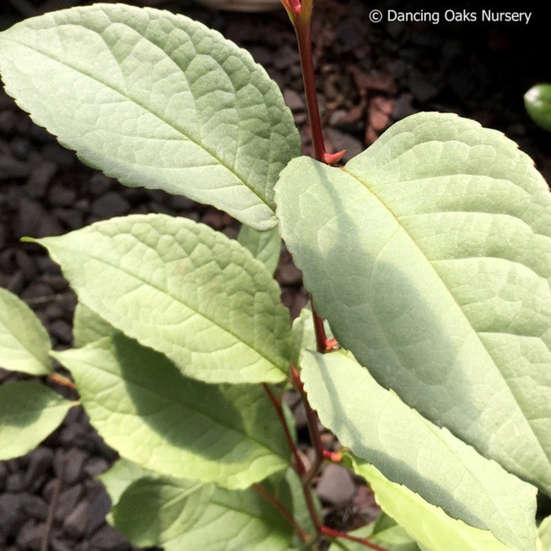 Stewartia pseudocamellia ‘Pewter Form #1’, Pewter Japanese Stewartia