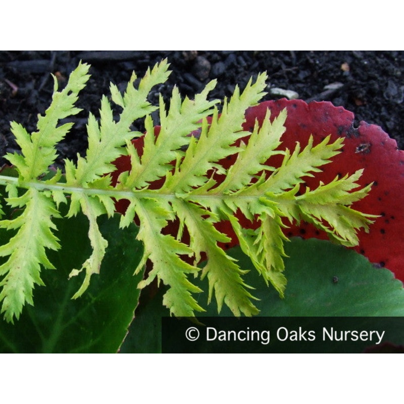 Tanacetum vulgare ‘Isla Gold’, Golden Leaf Tansy