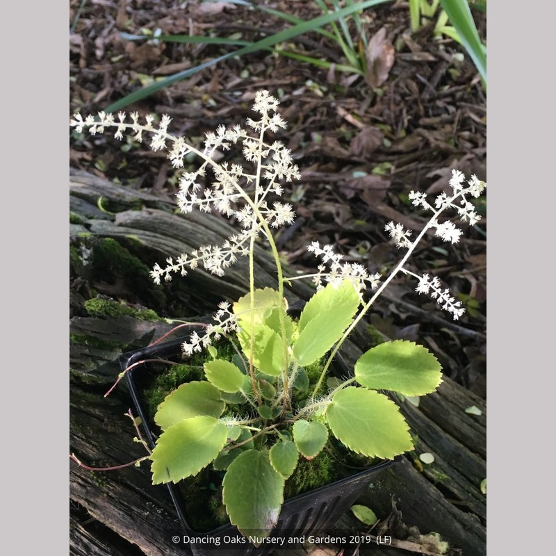 Tanakaea radicans, Japanese Foam Flower