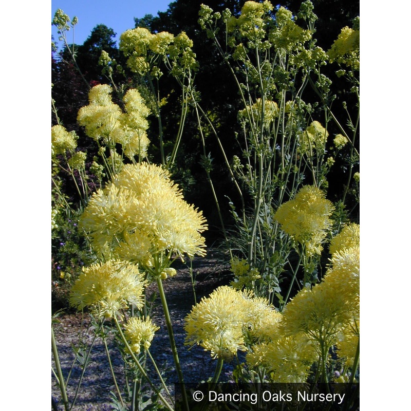 Thalictrum flavum ssp. glaucum, Meadow Rue