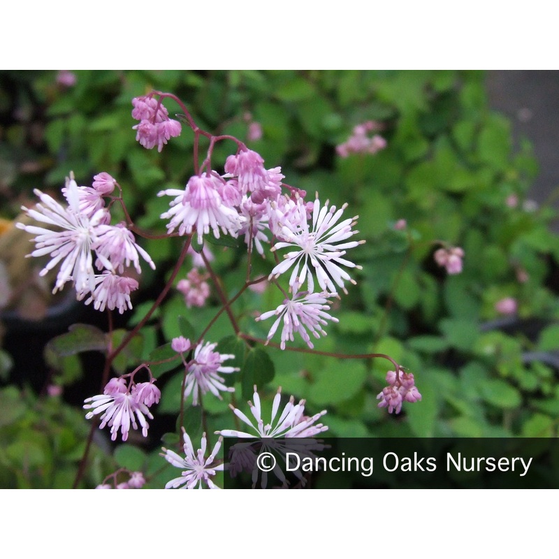 Thalictrum kiusianum, Dwarf Meadow Rue