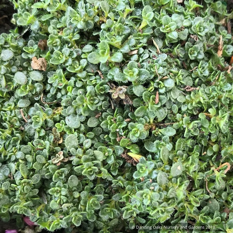 Thymus serpyllum ‘Elfin’, Creeping Thyme