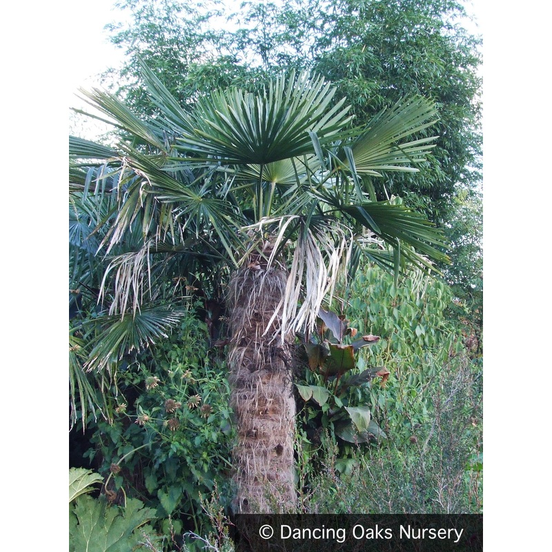 Trachycarpus fortunei, Windmill Palm