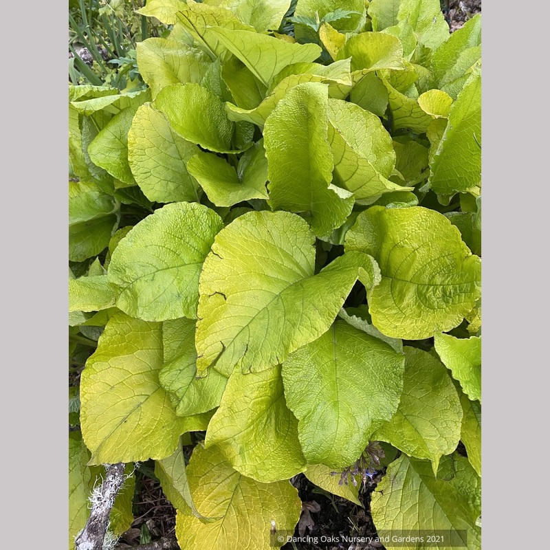 Trachystemon orientalis ‘Kiwi Sun’, Golden Oriental Borage
