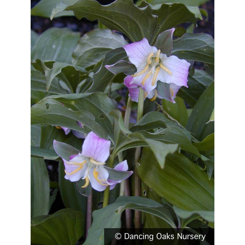 Trillium catesbaei, Rose Trillium or Bashful Wakerobin