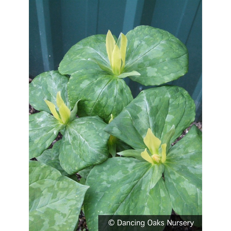 Trillium luteum, Yellow Trillium