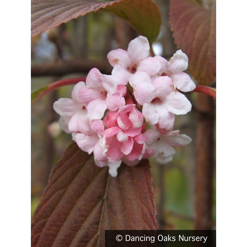 Viburnum x bodnantense ‘Dawn’, Fragrant Dawn Viburnum