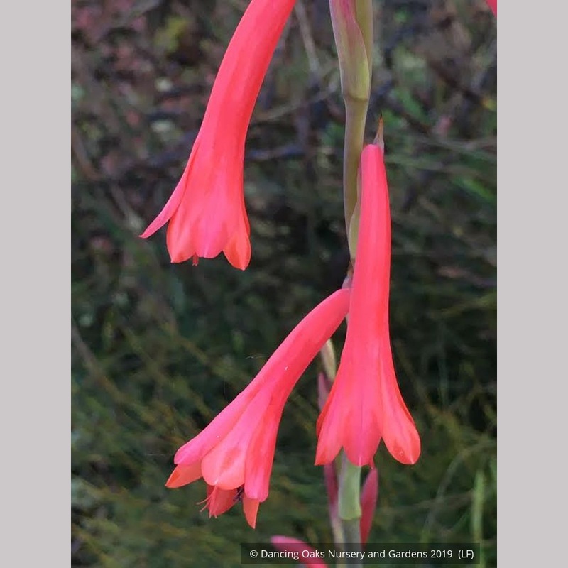 Watsonia aletroides|.67 qt