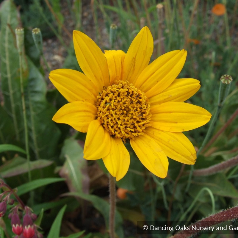 Wyethia angustifolia, Narrow Leaf Mule’s Ear