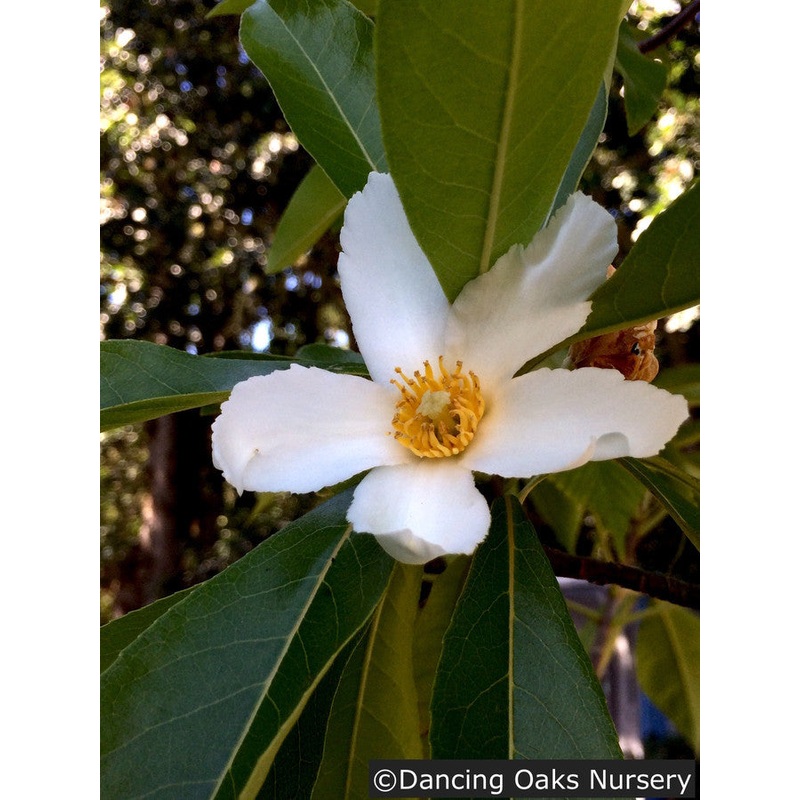 x Gordlinia grandiflora, Mountain Gordlinia