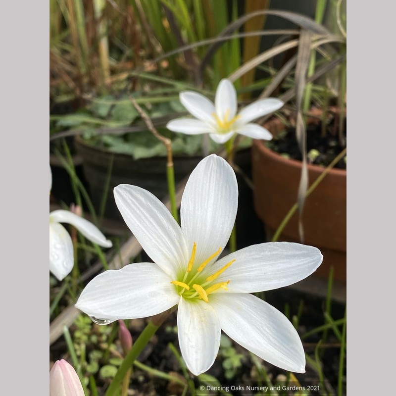 Zephyranthes candida var. major, Rain Lily