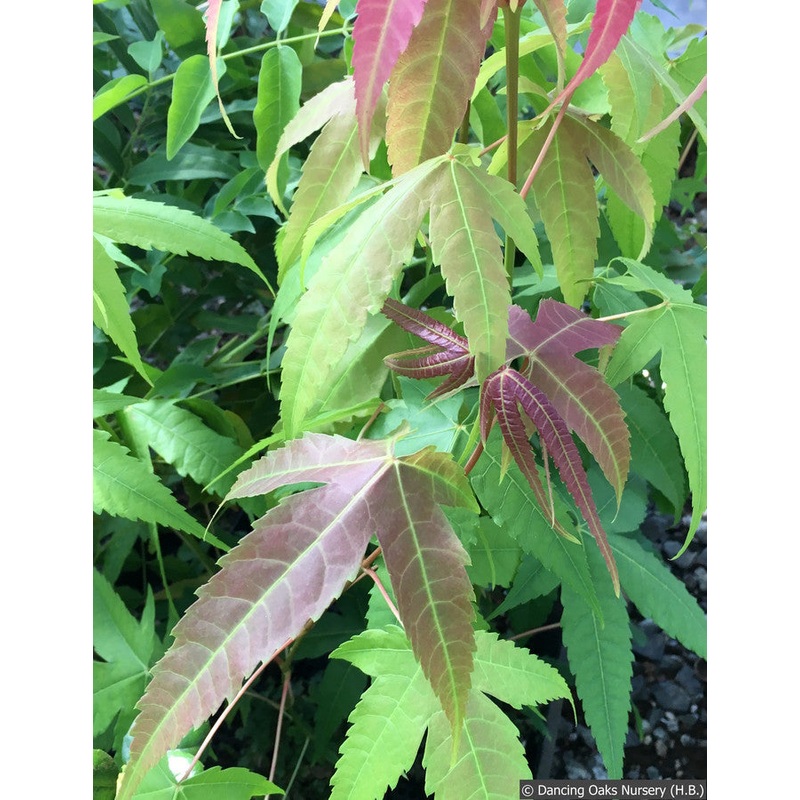 Acer elegantulum, Elegant Maple