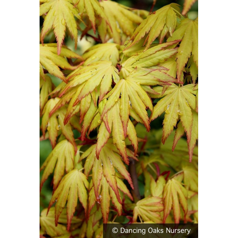 Acer palmatum ‘Orange Dream’, Japanese Maple
