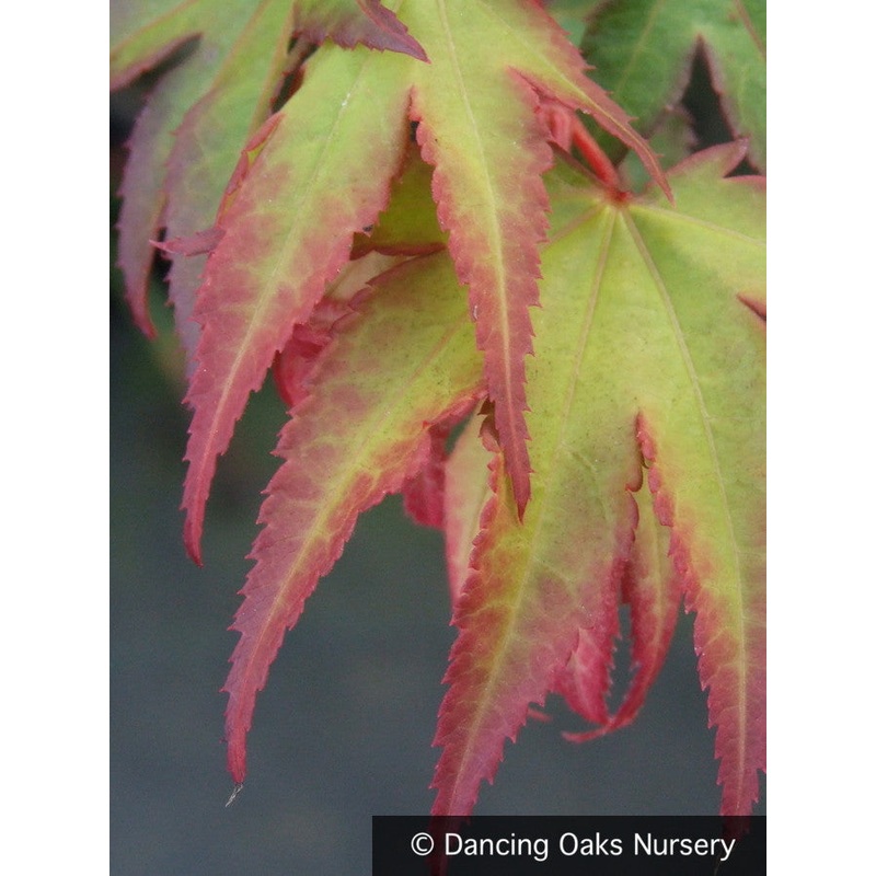 Acer palmatum ‘Tsuma gaki’, Japanese Maple