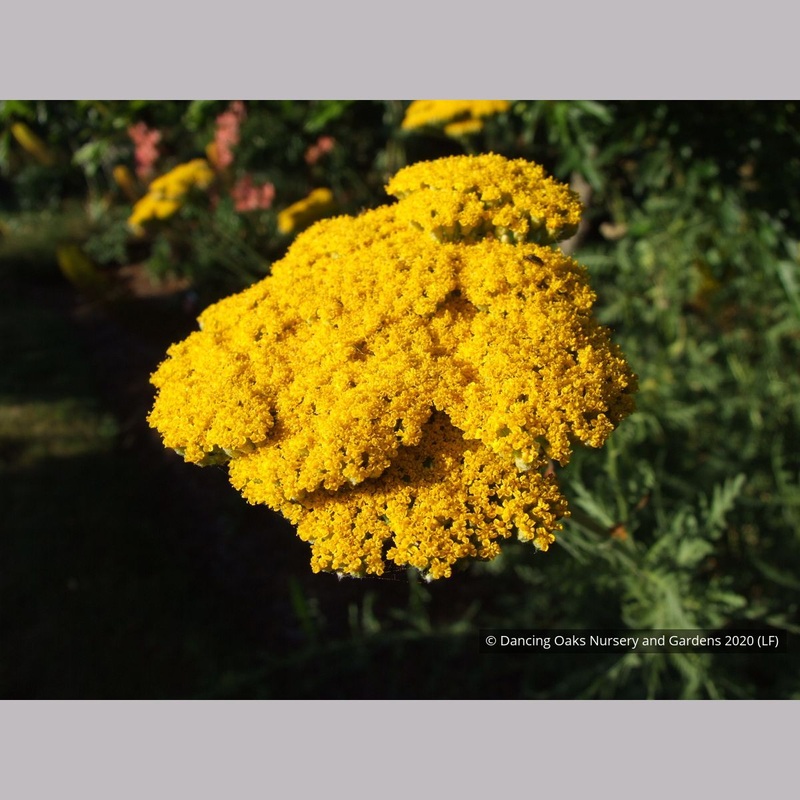 Achillea filipendulina ‘Gold Plate’, Gold Plate Yarrow