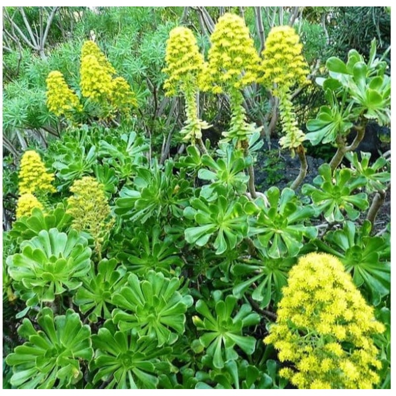 Aeonium Arboreum-Tree Aeonium