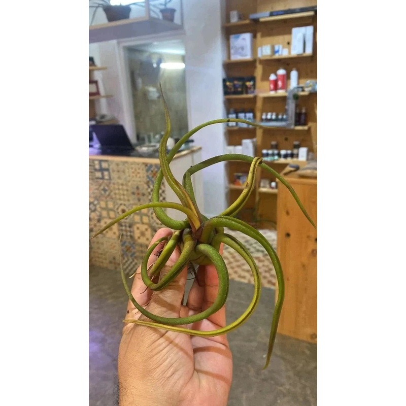 Air plants/ Sky plants – Blushed branch