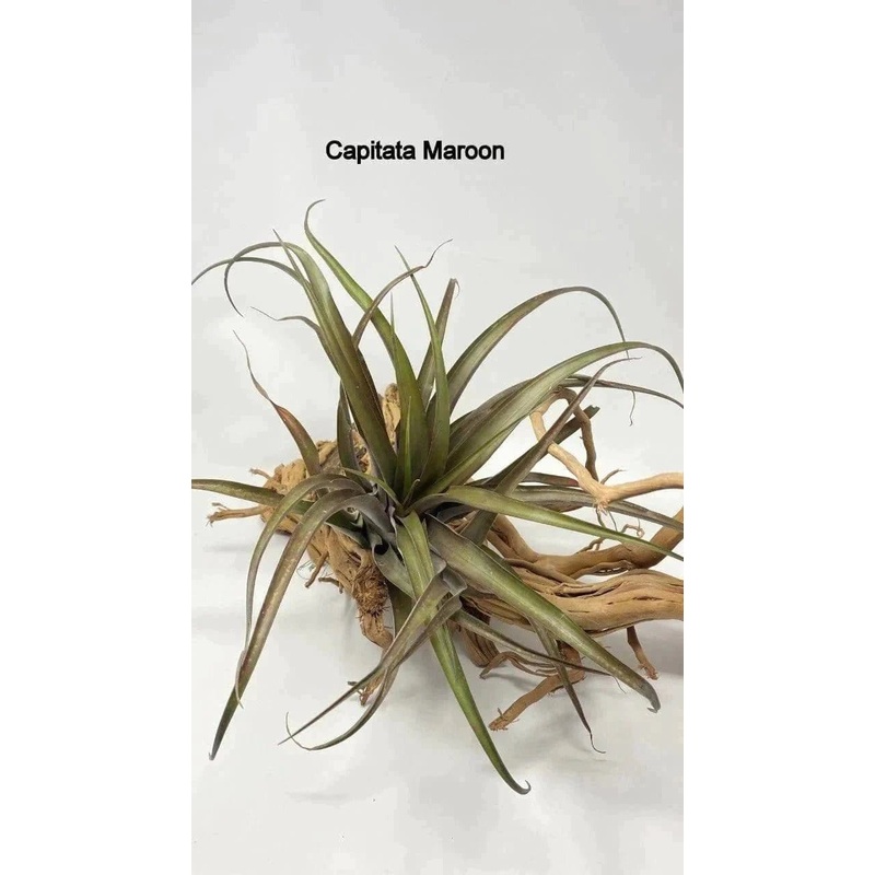 Air plants/sky plants – Capitata Moroon